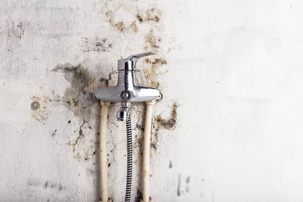 Best Health and Safety Mold Remediation in Lake Shastina, CA