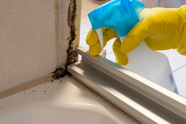 Best Crawl Space Mold Remediation in Lake Shastina, CA
