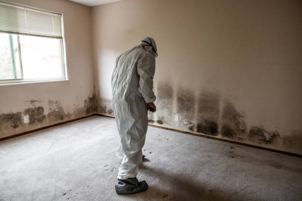 Trusted Lake Shastina, CA Mold Remediation Experts