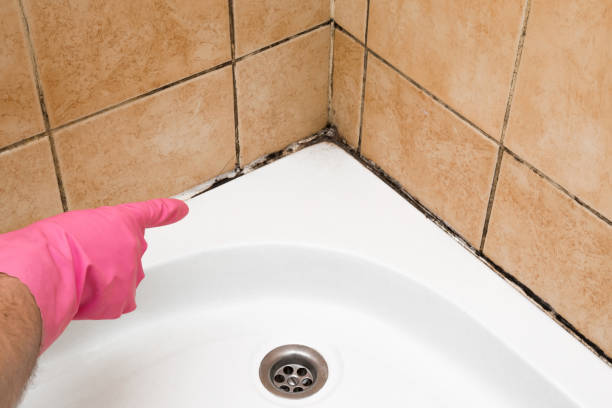 Best Localized Mold Remediation (e.g., coastal areas, humid climates) in Lake Shastina, CA